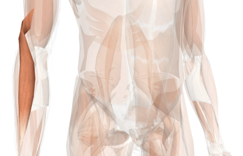 esercizi per le braccia brachioradiale