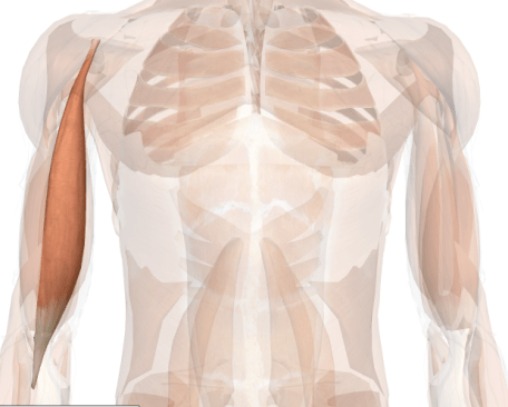 esercizi per le braccia