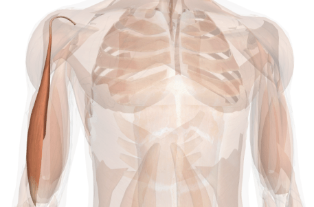 esercizi per le braccia