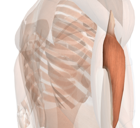 esercizi per le braccia capo laterale