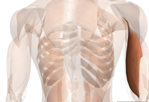 esercizi per le braccia capolungo