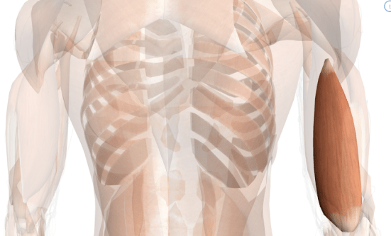 esercizi per le braccia capo mediale