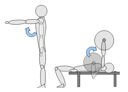 panca piana muscoli coinvolti - petto