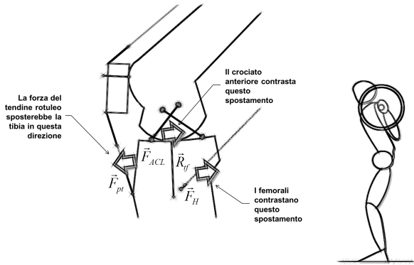 forze di taglio nello squat